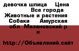 девочка шпица  › Цена ­ 40 000 - Все города Животные и растения » Собаки   . Амурская обл.,Мазановский р-н